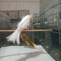 تعدادی قناری بلند رسمی پلاک دار حدود ۲۲جفت|پرنده|قنوات, |دیوار