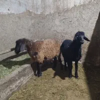 توغلی دمازدیخ|حیوانات مزرعه|نمین, |دیوار