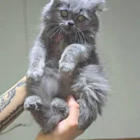 توله گربه بریتیش لانگ هیر بلو(مو بلند )