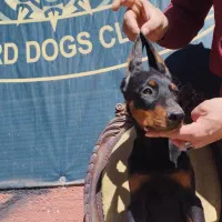 دوبرمن اروپایی قد بلند وژرمن شپهرد شولاین موبلند|سگ|تهران, شادمان|دیوار