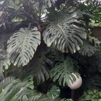 فروش گل برگ انجیری و سیکاس|گل و گیاه طبیعی|کلارآباد, |دیوار