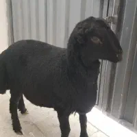 بره قوچ هترو مشکی و همو