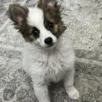 پامر اشپیتز ۴ماه (کپشن رو بخونید)