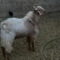 بز نر|حیوانات مزرعه|سپیدان, |دیوار