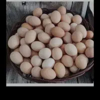 تخم مرغ محلی درجه یک