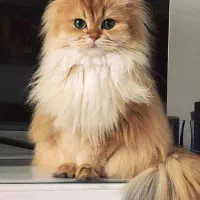 واگزاری ف ر و ش گربه بیریتیش بلک گلد نر با وسایلاس