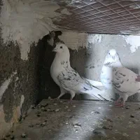 کفتر پرشی|پرنده|مشکین‌دشت, |دیوار