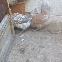 مرغ لری اصیل|حیوانات مزرعه|شهرضا, |دیوار