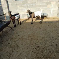 بز بندری|حیوانات مزرعه|جهرم, |دیوار