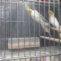 عروس هلندی لوتینو بالغ