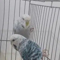 مرغ عشق انگلیسی|پرنده|سقز, |دیوار