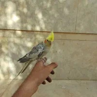 عروس هلندی