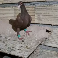 ماده سرخ دورگ