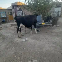 گاو سویسی اصل