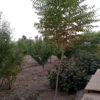 باغ در خاتون‌آباد|فروش خانه و ویلا|اصفهان, خاتون‌آباد|دیوار