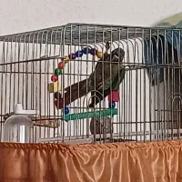 گرینچیک دستی