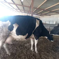 گاو|حیوانات مزرعه|تیران, |دیوار