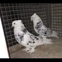 کبوتر شازده هما سرور کاکلی|پرنده|چهاردانگه (تهران), |دیوار