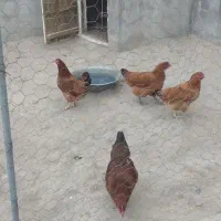 چهار عدد مرغ
