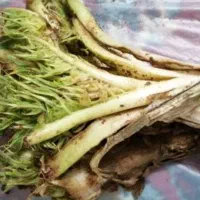 کنگرتازه کوهی تمیز پاک شده