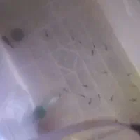 گوپی بچه|ماهی|اصفهان, مسجد مصلی|دیوار