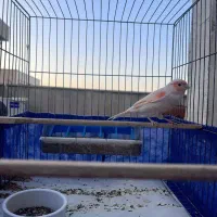 سه جفت قناری نر و ماده موزائیکی|پرنده|تهران, زرکش|دیوار