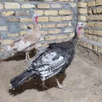 بوقلمون نر و ماده بربون و برنز