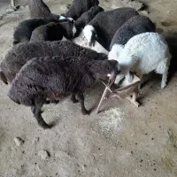۱۰ عدد میش بره مهربانی ۶ عدد شک ۴ عدد میش جوان|حیوانات مزرعه|کوهدشت, |دیوار