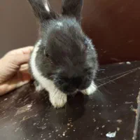 خرگوش خانگی|موش و خرگوش|سیرجان, |دیوار