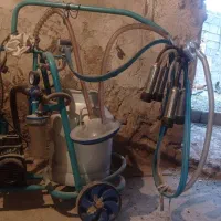 شیر دوش گاو