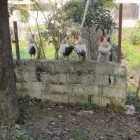 خروس|حیوانات مزرعه|ماکلوان, |دیوار