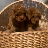 پودل|سگ|رشت, چله خانه|دیوار