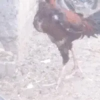 خروس  افغان ۲ تومان