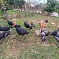 فروش بوقلبون و اردک های روسی بالغ و نزدیک به کشتار|حیوانات مزرعه|مرزیکلا, |دیوار