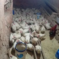 فروش مرغ خروس محلی وه کشاورزی