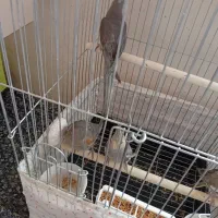 عروس هلندی|پرنده|صائین قلعه, |دیوار