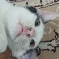 گربه سفید و مشکی|گربه|گالیکش, |دیوار