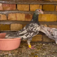 هفت رنگ خطی لکه ای