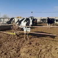 گاو شیری|حیوانات مزرعه|سیدآباد, |دیوار