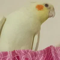 عروس هلندی بالغ|پرنده|پرند, فاز ۵|دیوار