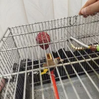 سیره تازه صاف نر