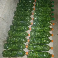 خیار شور محلی درجه 1