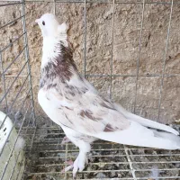 نر هما ماده سرور