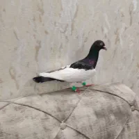 یهودی نر مست|پرنده|مشهد, نیروی هوایی|دیوار