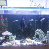 آکواریوم|ماهی|ایلام, |دیوار