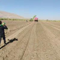 اجاره زمین جهت کاشت پیاز یا نهال