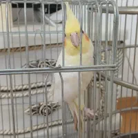 عروس هلندی