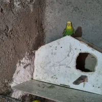 دو جفت مرغ عشق مولد و یک نر