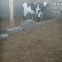 گاووگوساله رگایی|حیوانات مزرعه|زیرکوه, |دیوار