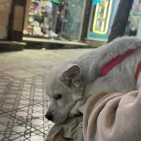 سگ تربیت شده